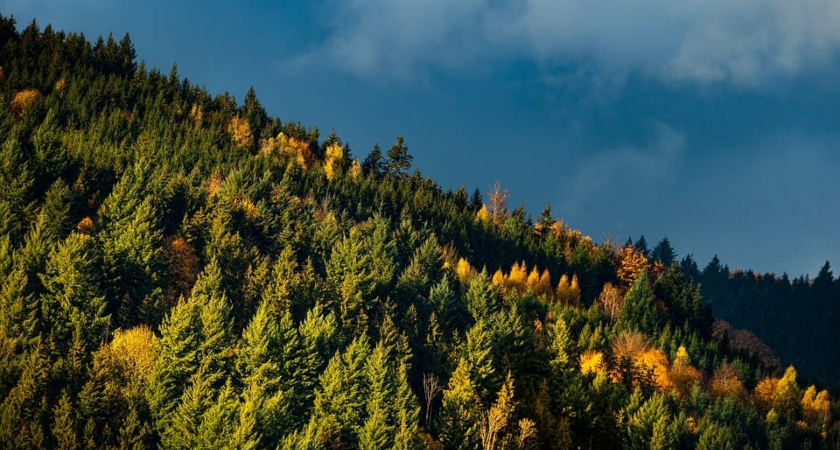 černý les black forrest