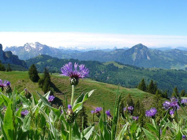 Panoráma švýcarských Alp
